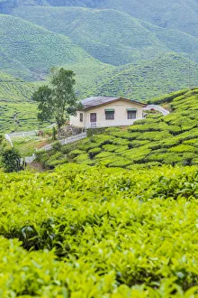 Teeanlage Kamerun-Highlands Pahang Maleisien