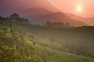 Tea Plantations In India Drucke: Tea Plantations