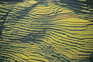 Pokhara Drucke: Berggartenfelder