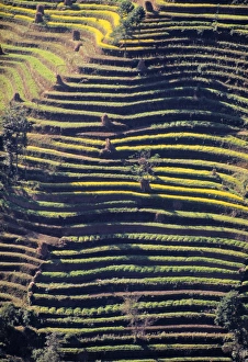 Himalayan Landscape Photography Drucke: Terraced Hillside