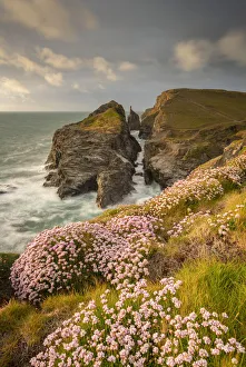 Northern European Coastlines Drucke: Thrift wildflowers on the Cornish cliffs in springtime, Tregudda Gorge, Cornwall, England
