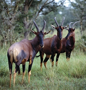 Queen Elizabeth National Park Drucke: Topi antelope