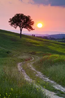 Spur zum Baum am Sonnenuntergang in Toskana/Italien