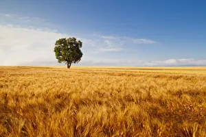 French Countryside Views Drucke: Tree in Field of Wheat, Valensole Plain, Provence, France