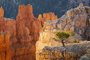 Bäume wachsen auf einer Felsplatte am Sonnenuntergangspunkt im Bryce Canyon Nationalpark in den Vereinigten Staaten