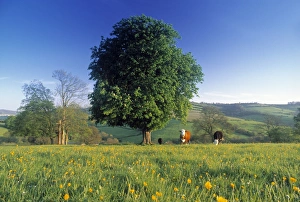 British Landscape Images Drucke: Tree in landscape