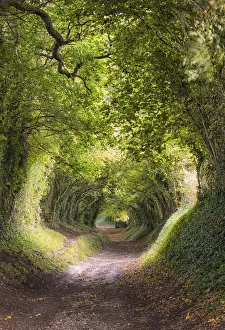 Tunnel Drucke: Tunnel der Bäume oder Mill Lane in der Nähe des Dorfes Halnaker führt zum Turm von Kühlmilchwinden im Südwestengland