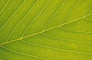 Photosynthesis Process Drucke: Veins of Leaf