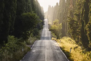 Landschaften Drucke: Weg der Zedern (Zypressenstraße), Bolgheri, Provinz Livorno, Toskana und Italien