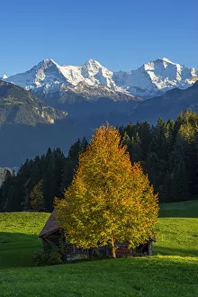 Blick vom Beatenberg auf den Eiger, Mönch und Jungfraujoch im bernischen Oberland der Schweiz