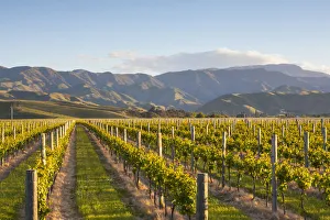 Reihen von Weintrauben und dramatischer Landschaft im Sonnenuntergang beleuchtet, Blenheim in Marlborough Süd