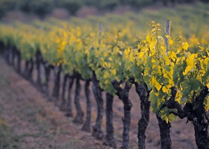 Wine Country Landscape Drucke: Vineyard, Provence