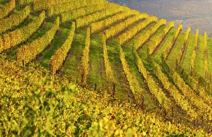 Vineyards At Sunset Drucke: Vineyards around Serralunga DAoAlba at sunset during autumn