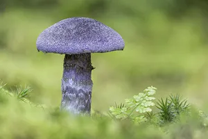 UK Nature Photography Drucke: Violet Webcap (Cortinarius violaceus), New Forest National Park, Hampshire, England, UK