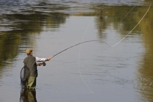 Drucke von Wales, Wrexham. Ein Fischkämpfer mit einem Lachs aus dem Fluss Dee Wrexham Drucke: Wales, Wrexham