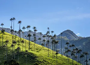 Wachspalmen (Ceroxylon quindiuense), Tal der Kokoa-Bäume in Salento im Departamento von Quindío in Kolumbien.