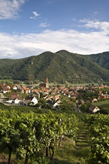 Wachau Valley Austria Drucke: Weissenkirchen