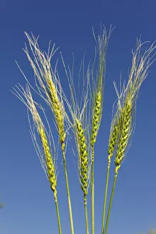 Mauricio Abreu Photography Drucke: Wheat