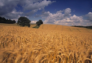 Landscape Photography UK Drucke: Wheat field