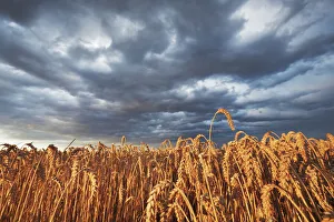 Upper Bavaria Nature Photos Drucke: Wheat field and thunderstorm clouds - Germany, Bavaria, Upper Bavaria, Munich