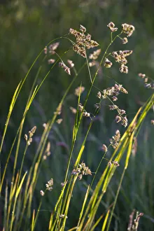 England Countryside Scene Drucke: Wild Grass growing in a meadow, Devon, England. Summer (June) 2009