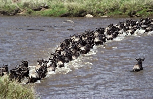 Wildebeest Crossing Mara River Drucke: Wildebeest
