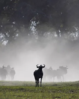 Connochaetes Taurinus Species Drucke: Wildebeest, Okavango Delta, Botswana