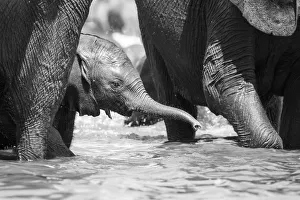 African Elephant Drinking Drucke: Young Elephant drinking, Chobe River, Chobe National Park, Botswana