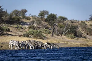 Southern Africa Nature Drucke: Zebra, Boteti River, Botswana