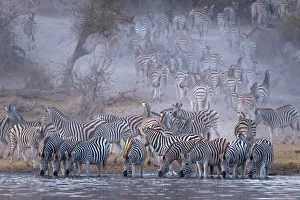 Zebras am Fluss des Boteti in Botsuana