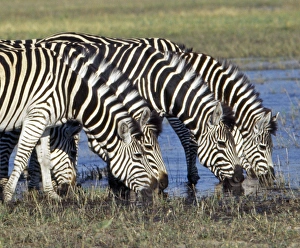 African Savannah Wildlife Drucke: Zebra with a distinctive shadow stripe pattern