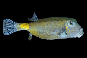Yellow Boxfish Drucke: Andre Seale / SplashdownDirect