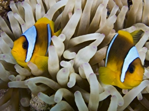 Tropical Fish Pictures Drucke: Anemone Fish