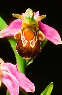 Exotic Plant Life Drucke: A Bee Orchid