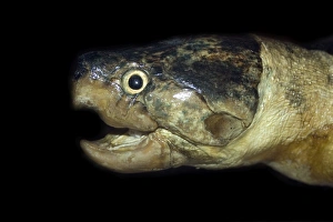Großer Kopf-Amsterdamer Wasserschildkröte (Podocnemis dumeriliana), gefährdete Art. Manaus - Amazonas - Brasilien