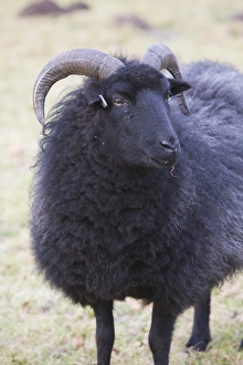 Ashley Cooper Photographer Drucke: A black sheep