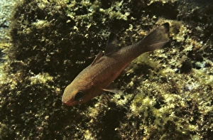 Ecuador Marine Life Drucke: Blacktip cardinalfish close up. (Apogon atradorsatus). Galapagos Islands, Ecuador