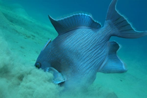Blue Triggerfish Drucke: Blue triggerfish. Red Sea