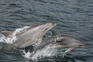 Bottlenose Dolphin Images Drucke: Bottlenose dolphin and calf leaping together at the surface