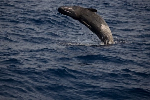 Physeter Macrocephalus Images Drucke: Breaching sperm whale (Physeter macrocephalus). Greece, Eastern Med
