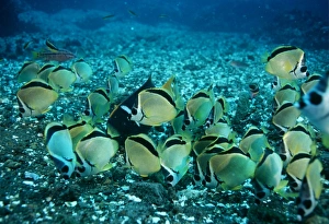 Saltwater Fish Drucke: Butterflyfish