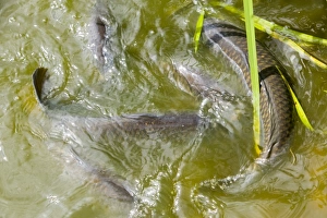 Ashley Cooper Photography Drucke: Carp in a pond