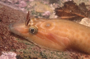 UK Marine Life Images Drucke: Clingfish. UK