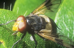 Ashley Cooper Photography Drucke: A close up of a fly