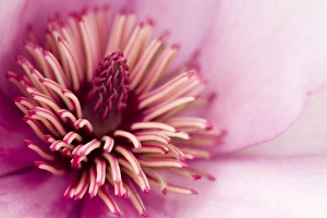 Detailed Floral Photography Drucke: Closeup of a flower