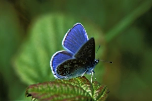 Andrew Davies Photographer Drucke: Common blue butterfly