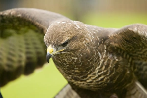 Birds In Flight Stock Photos Drucke: A common Buzzard