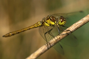Andrew Davies Photographer Drucke: Common darter dragonfly