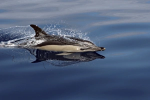 Water Reflections Photography Drucke: Common Dolphin racing along the surface reflected in the water. The Azores