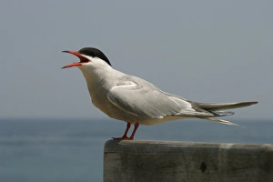 Birds Of The Uk Drucke: Common tern (Sterna hirundo) calling. UK (RR)